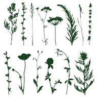meadow grass