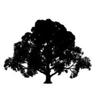 oak silhouette