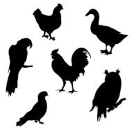 Set of birds silhouettes