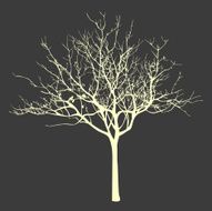 withered tree