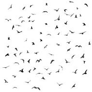 Birds gulls black silhouette on white background Vector