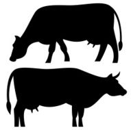 cow N13