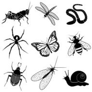 garden insects and creatures