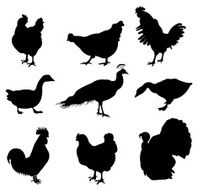 poultry