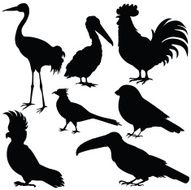 Vector silhouette of various birds