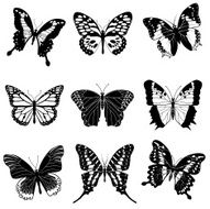 tropical butterflies