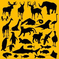 Wild Animals N16