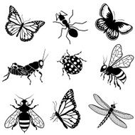 North American insects