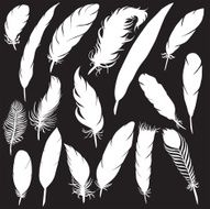vector silhouette of different feathers