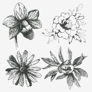 Flowers N351