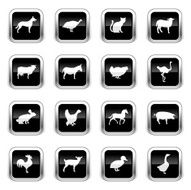 Supergloss Black Icons - Farm Animals