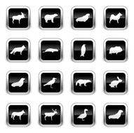 Supergloss Black Icons - Polar Animals