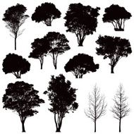 Silhouetted trees