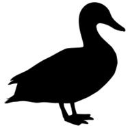 Duck N21
