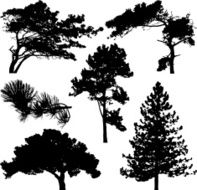 Coniferous trees silhouette