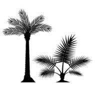 Palm trees - VECTOR