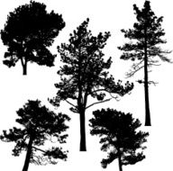 Pine trees Vector