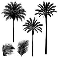 Palm trees and leaves