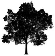 Silhouette of a tree