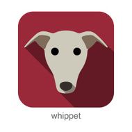 Whippet dog face flat icon series