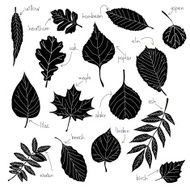 black leaves on white background