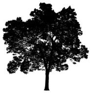 Silhouette of a tree N2