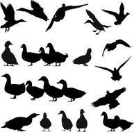 Goose Silhouette N2