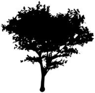 Vector tree silhouette N3