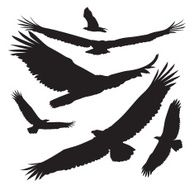 vector silhouettes eagle