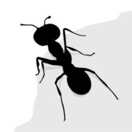 ant N3