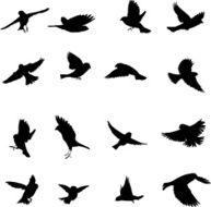 Sparrows Silhouette