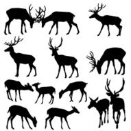 Deer Silhouette N12