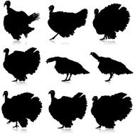 Silhouettes of turkeys