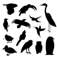 WildBirds N2