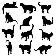 CatsKittensFelines