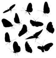 Abundant Butterflies Everywhere