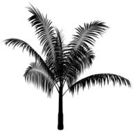 palm silhouette N2