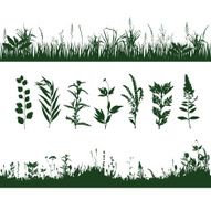 silhouettes grass