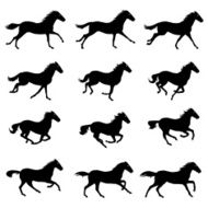 Horse Run Cycle