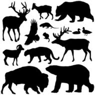 North American animals N2