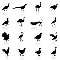 Poultry Silhouettes
