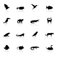 Black Symbols - Exotic Animals