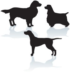 Sport Dogs - Pointer Golden Retriever Cocker Spaniel
