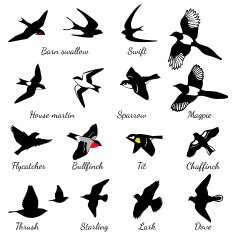 Set of black isolated vector silhouettes birds