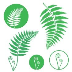 Fern N2