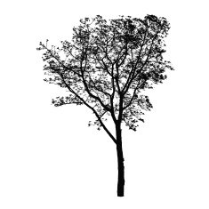 Tree silhouette isolated on white background vector