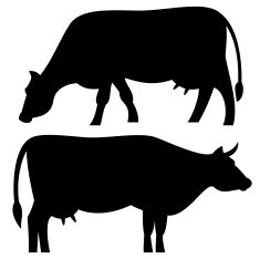cow N13