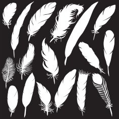 vector silhouette of different feathers