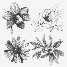Flowers N351