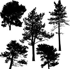 Pine trees Vector